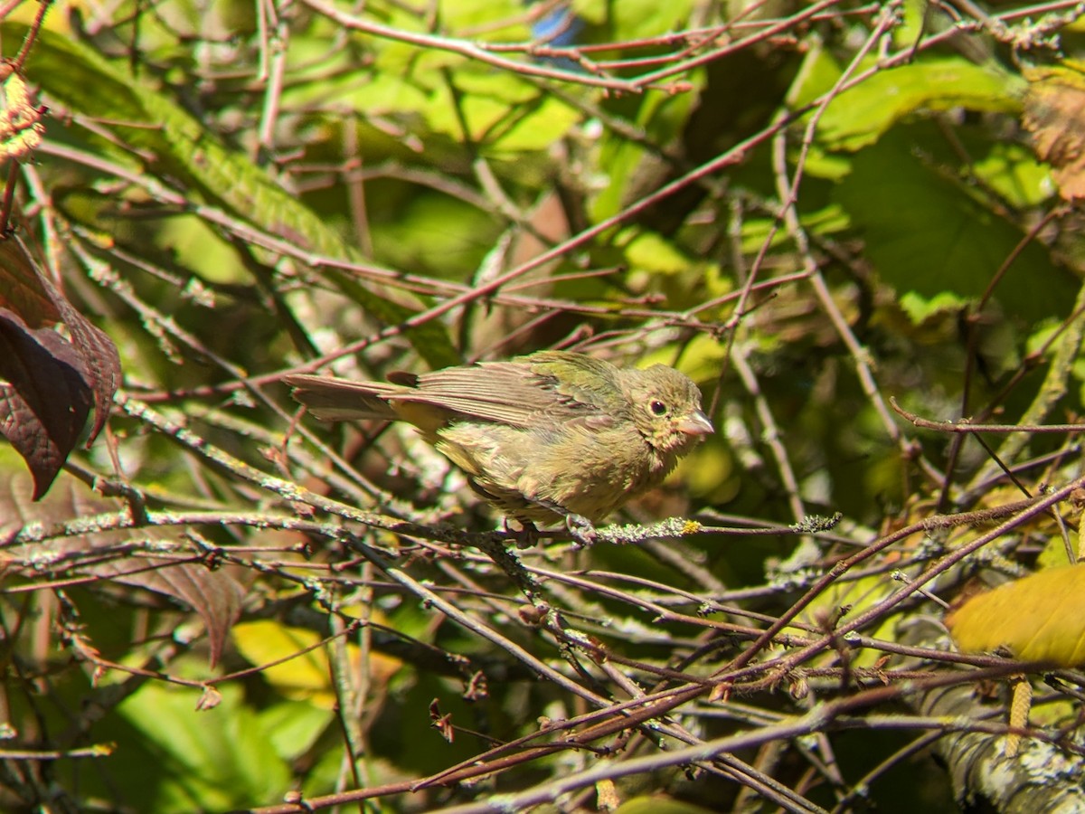 papežík zelenohřbetý - ML614054671