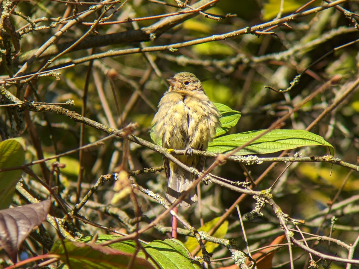 Painted Bunting - Dave Slager
