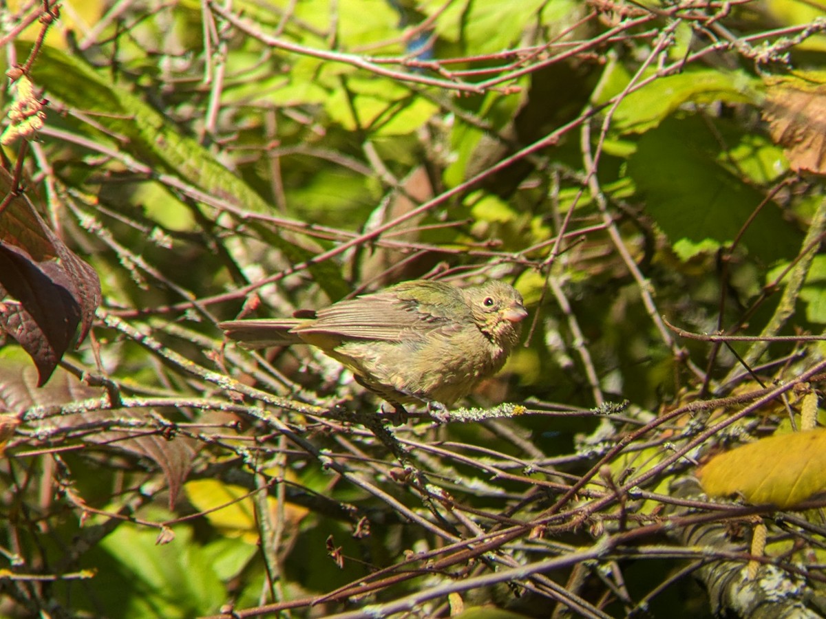 papežík zelenohřbetý - ML614054675