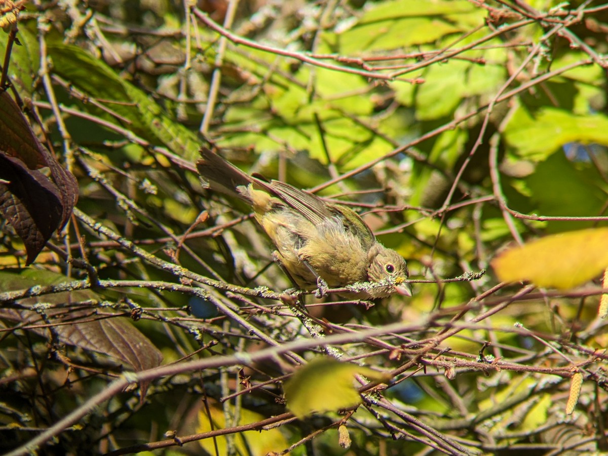 papežík zelenohřbetý - ML614054676