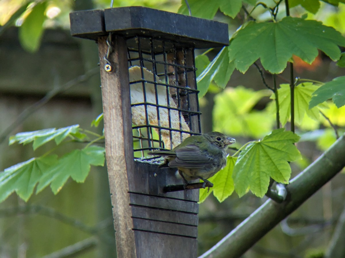 papežík zelenohřbetý - ML614054677