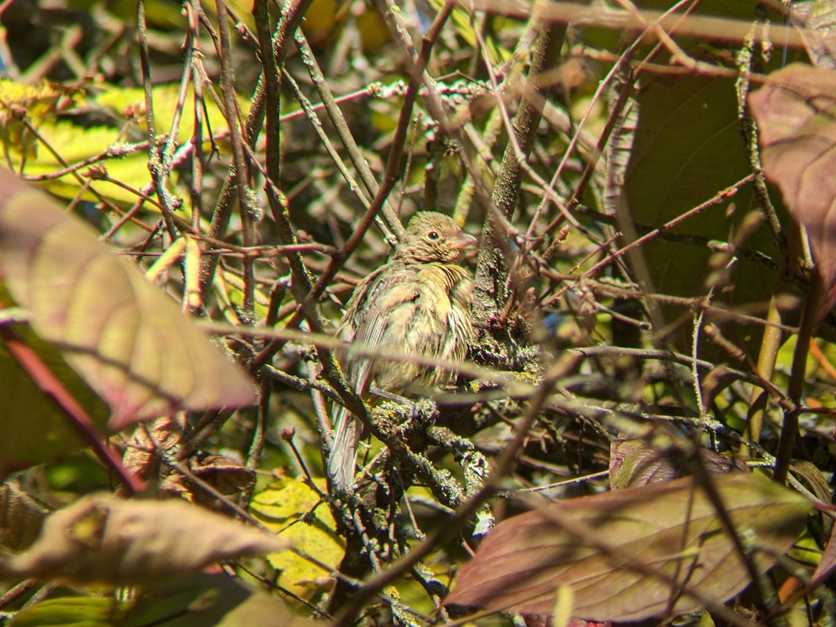 papežík zelenohřbetý - ML614054678