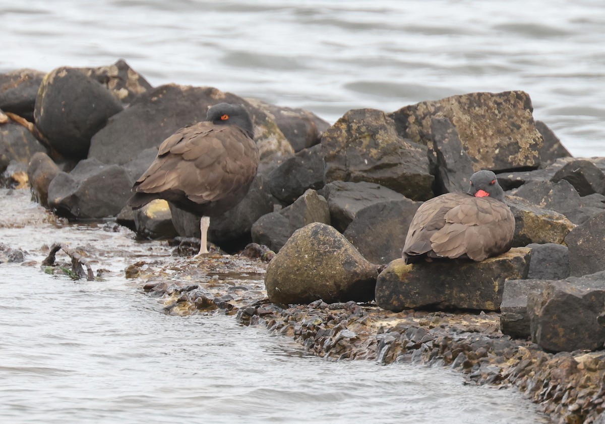 Blackish Oystercatcher - ML614054726