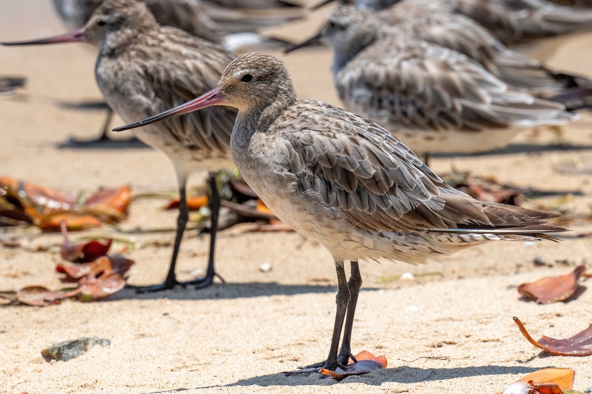 Black-tailed Godwit - ML614054779