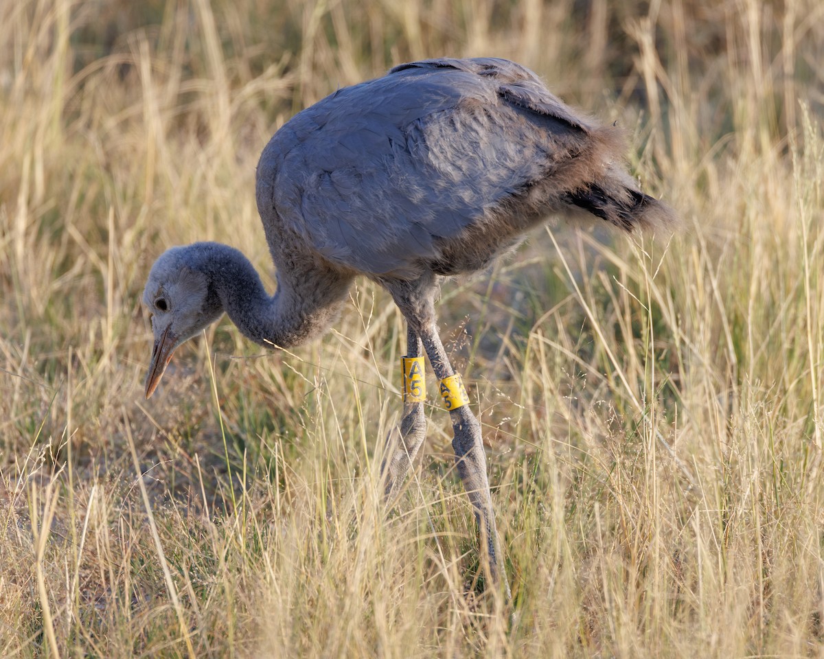 Grue de paradis - ML614054810