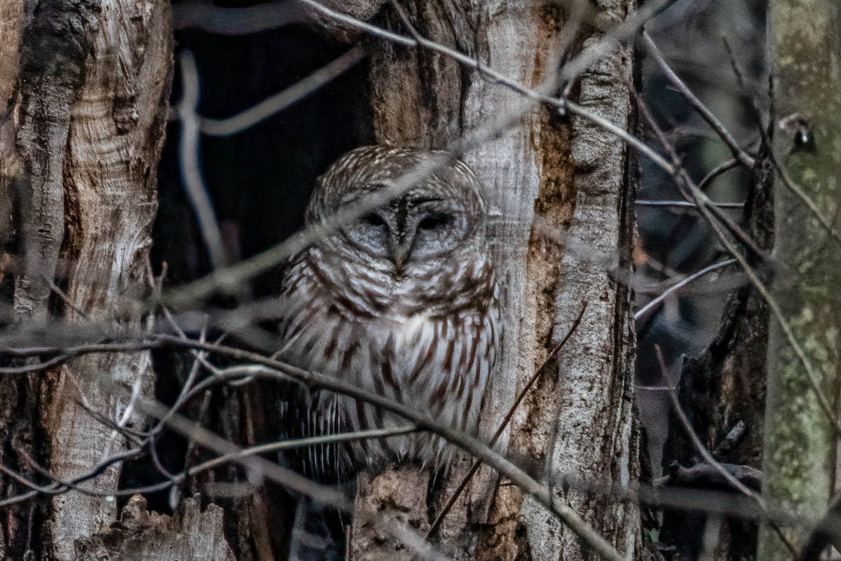 Barred Owl - Gustino Lanese