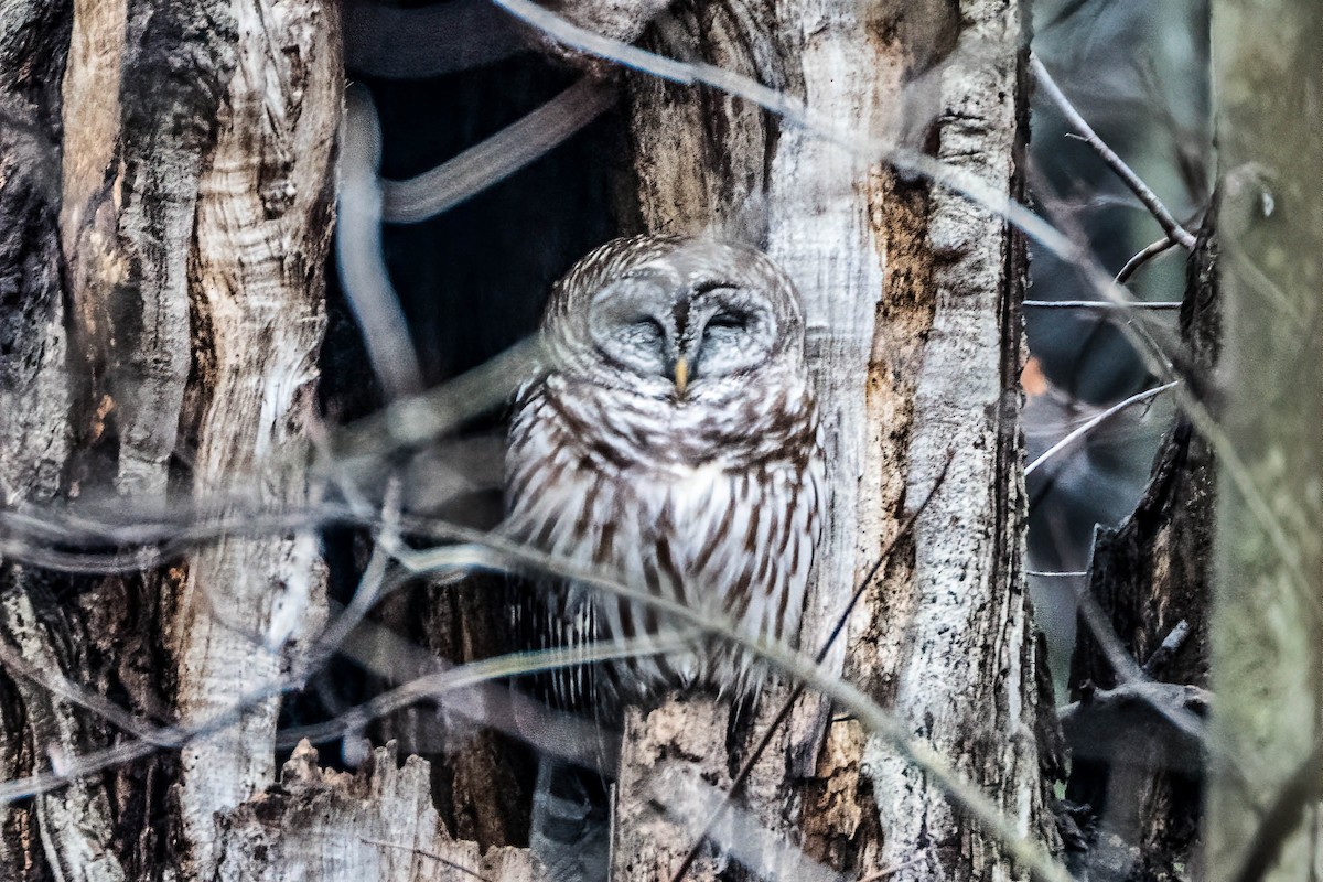 Barred Owl - ML614054845