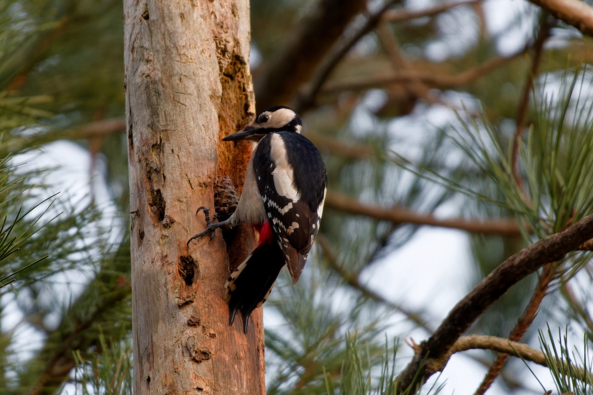 Great Spotted Woodpecker - Jeffrey Leguit