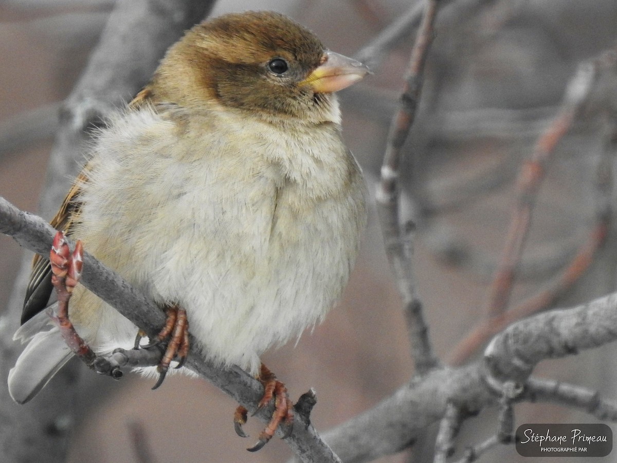 House Sparrow - ML614054884