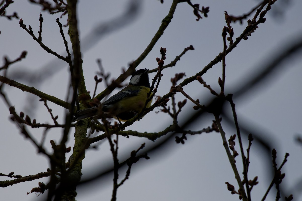 Mésange charbonnière - ML614054887