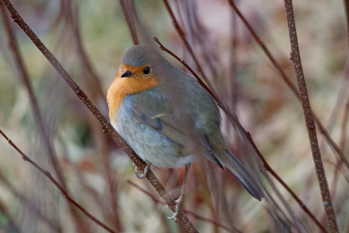 European Robin - ML614054890