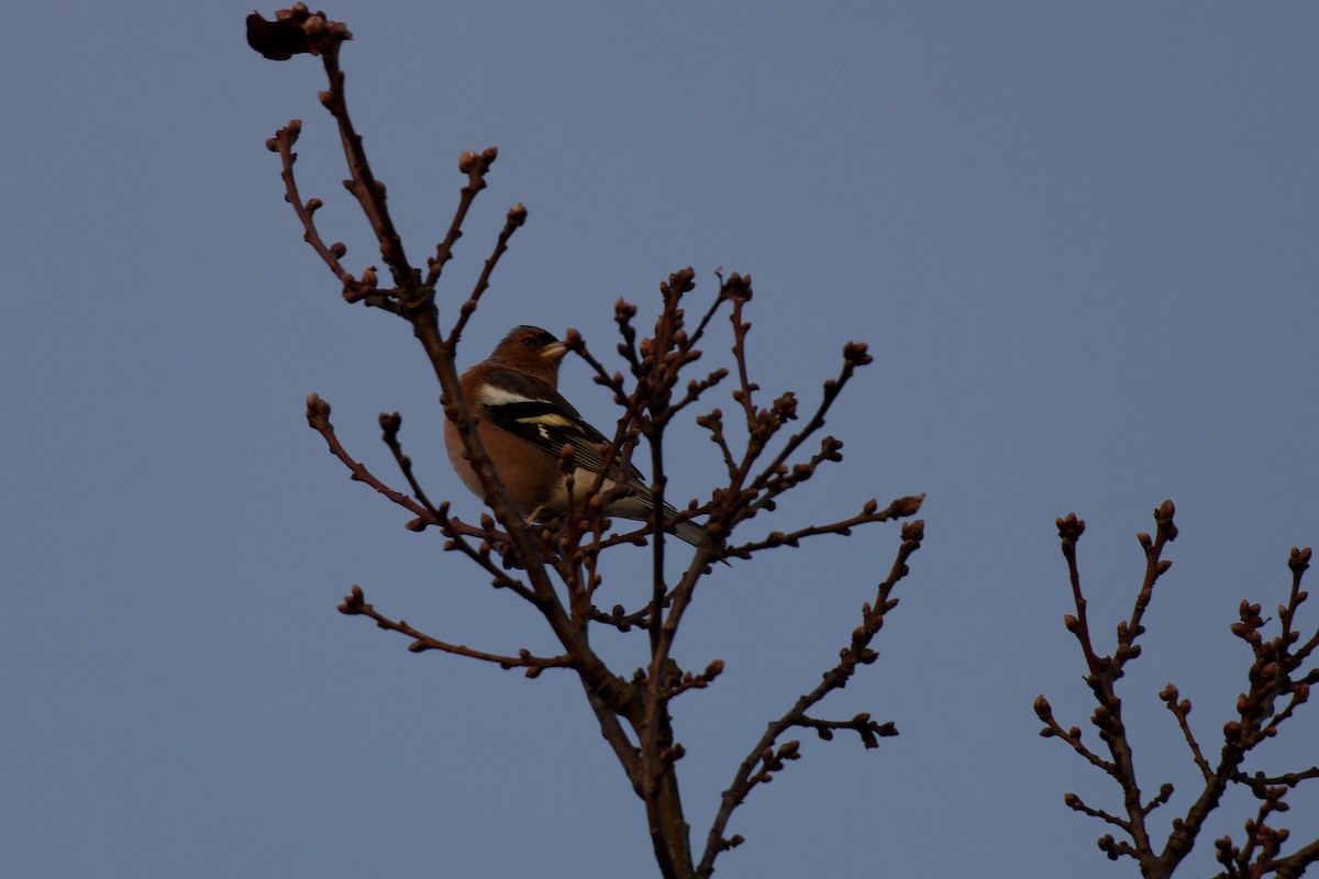 Common Chaffinch - ML614054892