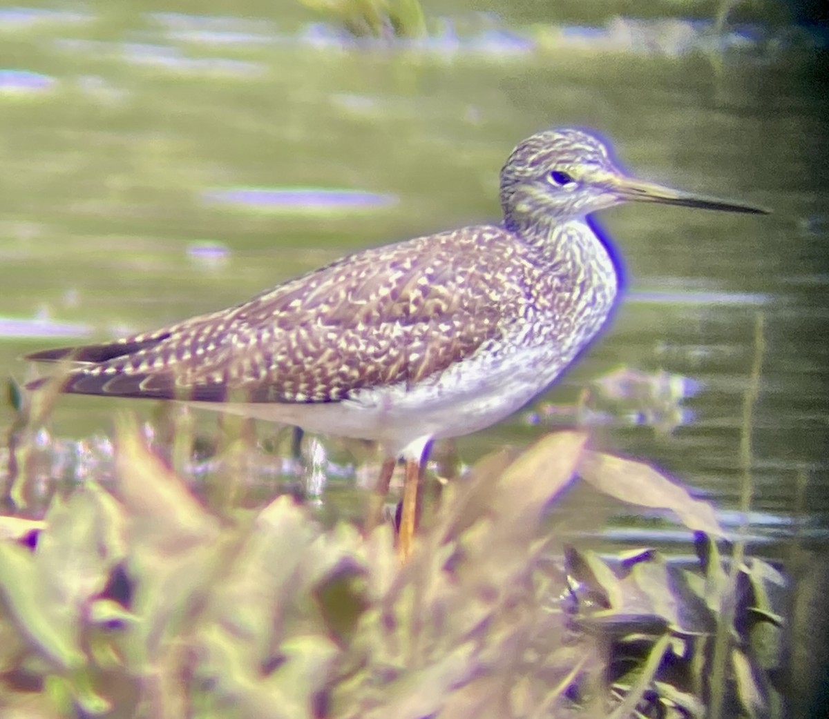 Greater Yellowlegs - ML614055156