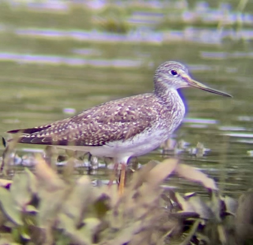 Greater Yellowlegs - ML614055157