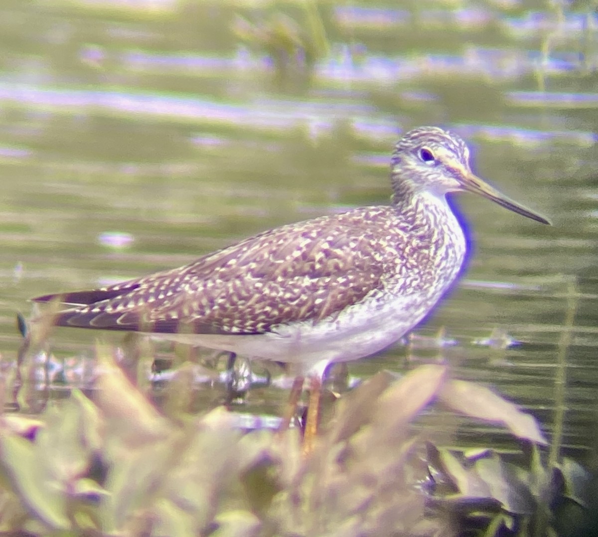 Greater Yellowlegs - Raúl Obregón