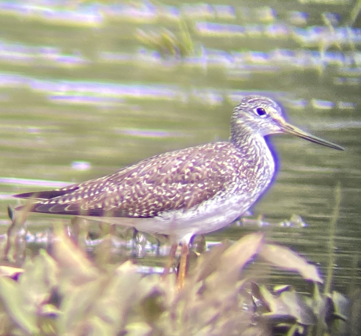 Greater Yellowlegs - ML614055160