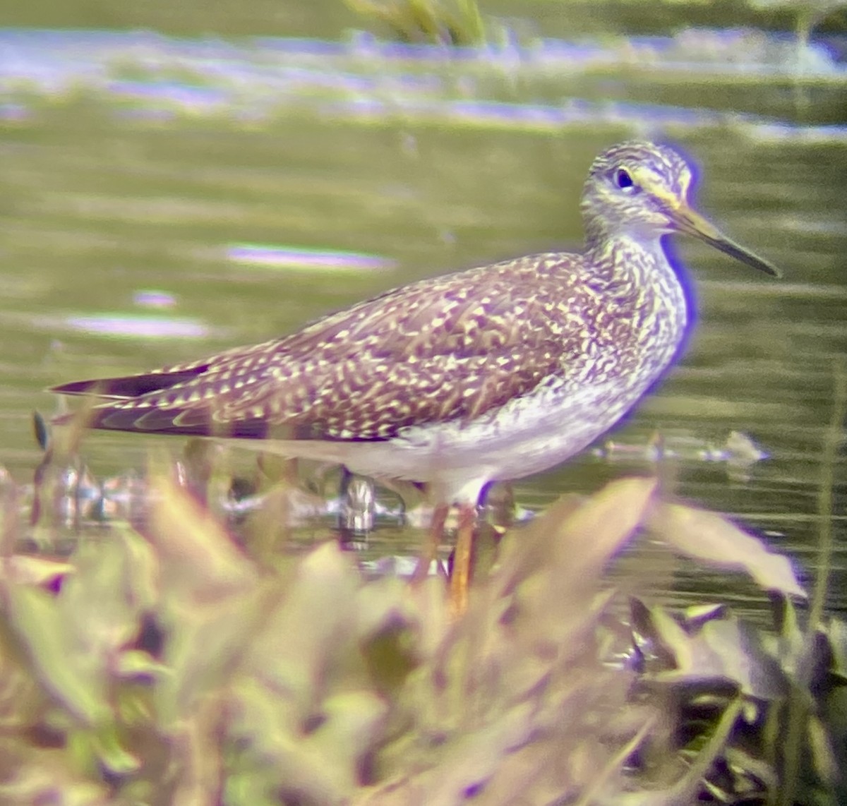 Greater Yellowlegs - ML614055161