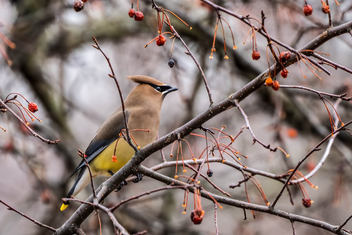 Cedar Waxwing - ML614055203