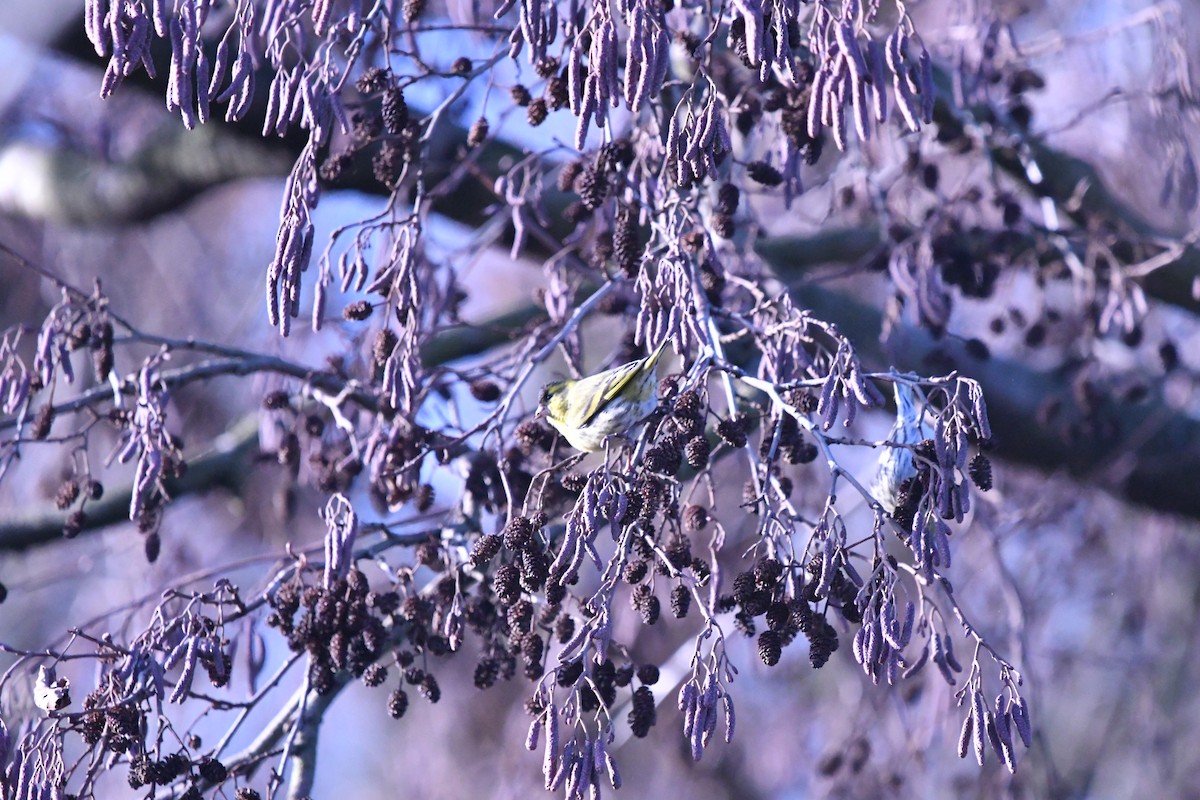 Eurasian Siskin - ML614055208