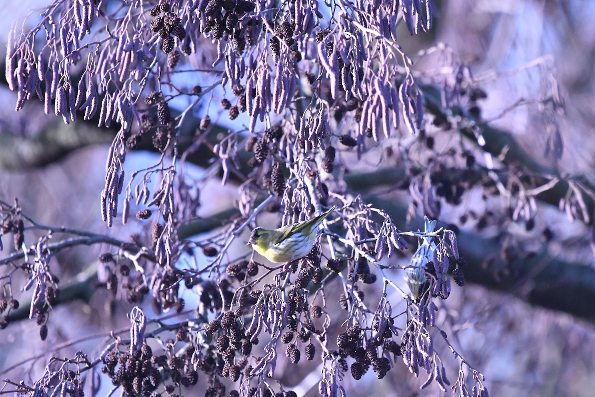 Eurasian Siskin - ML614055209