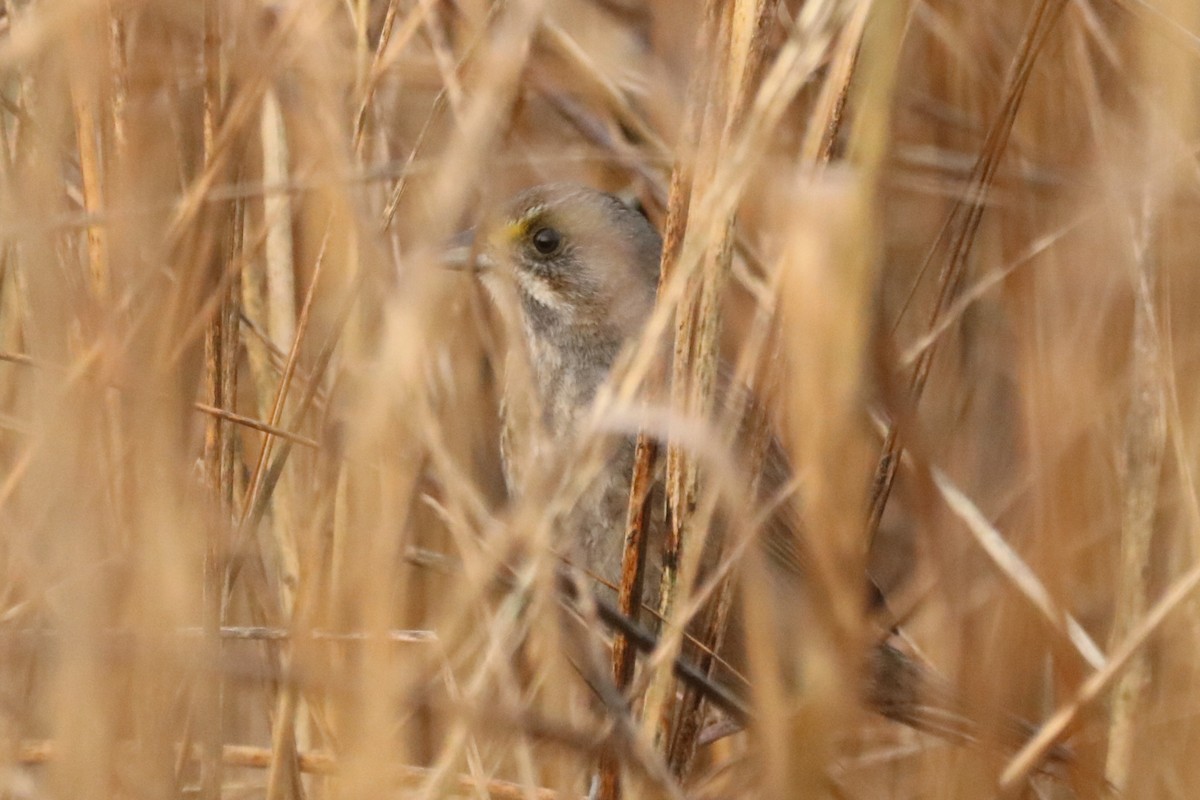 Seaside Sparrow (Atlantic) - ML614055324