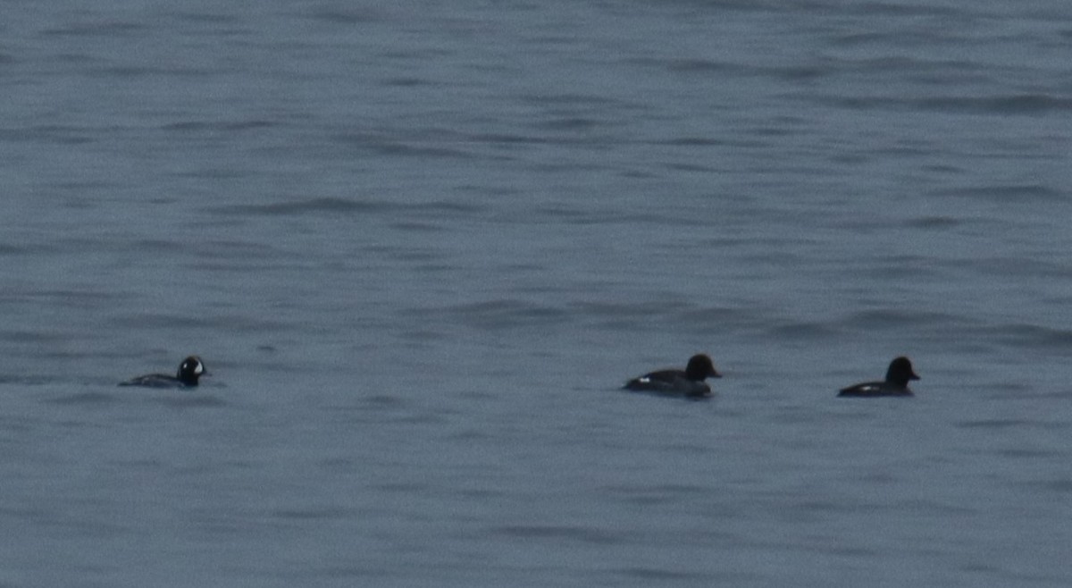 Harlequin Duck - ML614055343