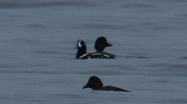 Harlequin Duck - ML614055344