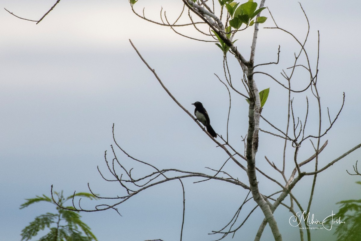 Willie-wagtail - ML614055363