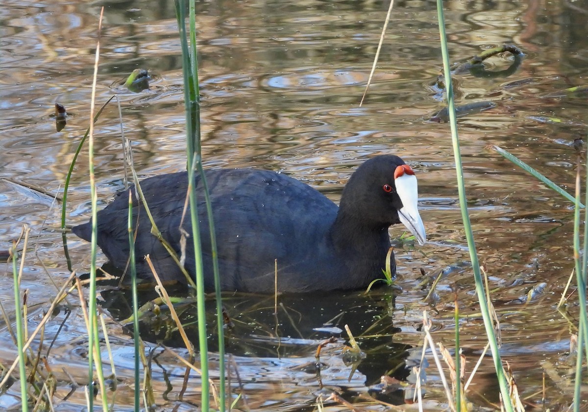 Foulque à crête - ML614055415