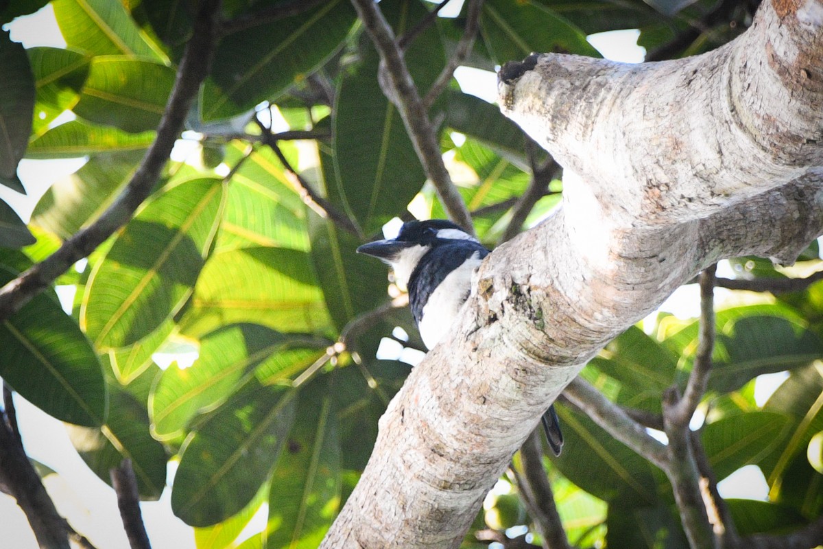 Black-breasted Puffbird - ML614055437