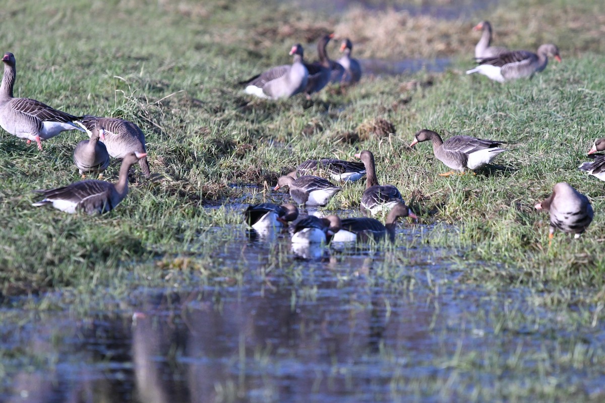 Greater White-fronted Goose - ML614055445