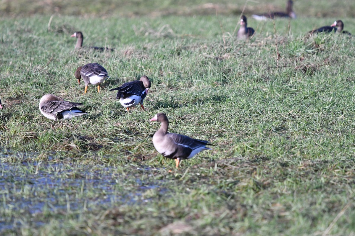 Greater White-fronted Goose - ML614055446