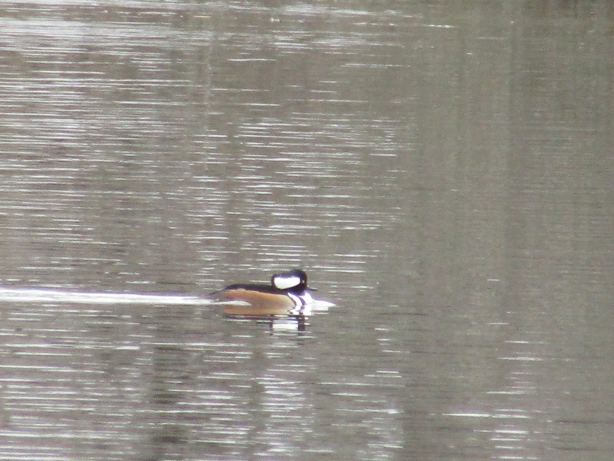 Hooded Merganser - Ashlyn McKayla