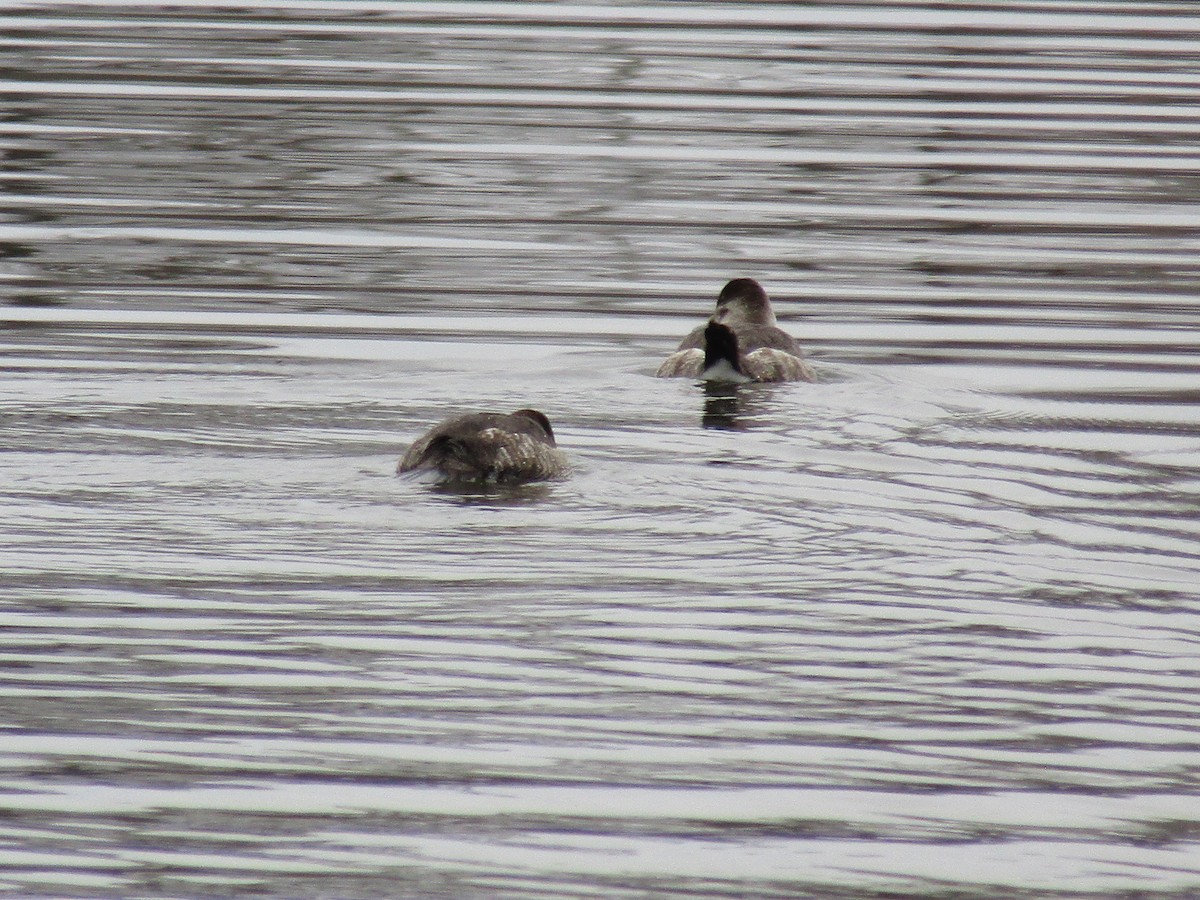 Ruddy Duck - Ashlyn McKayla