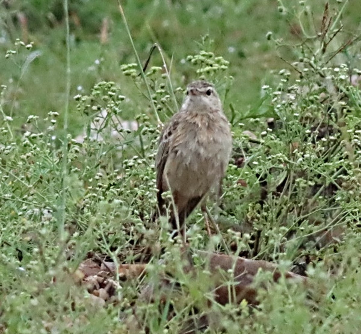 Plain-backed Pipit - Michael Mosebo Jensen