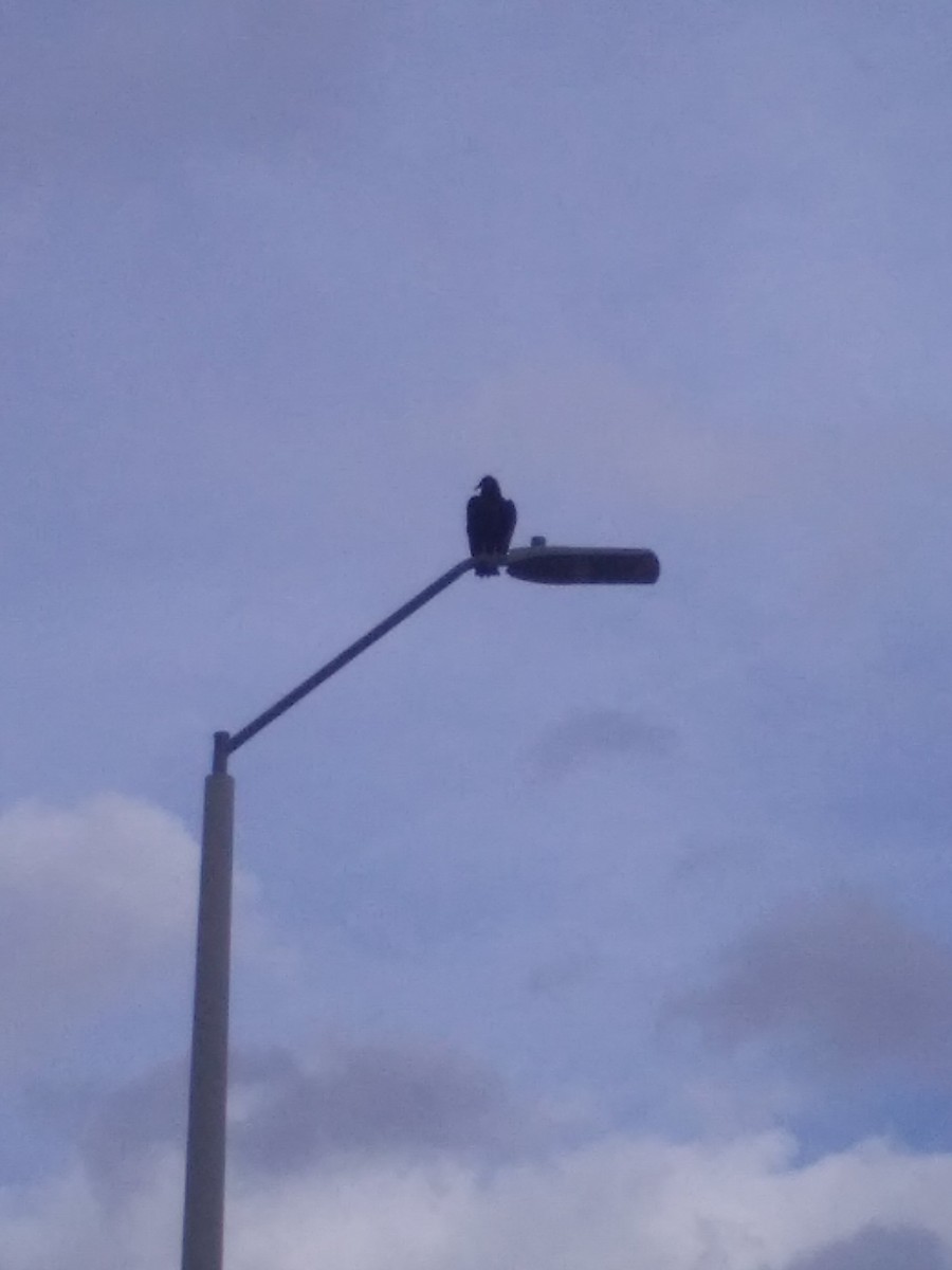 Black Vulture - ML614055616
