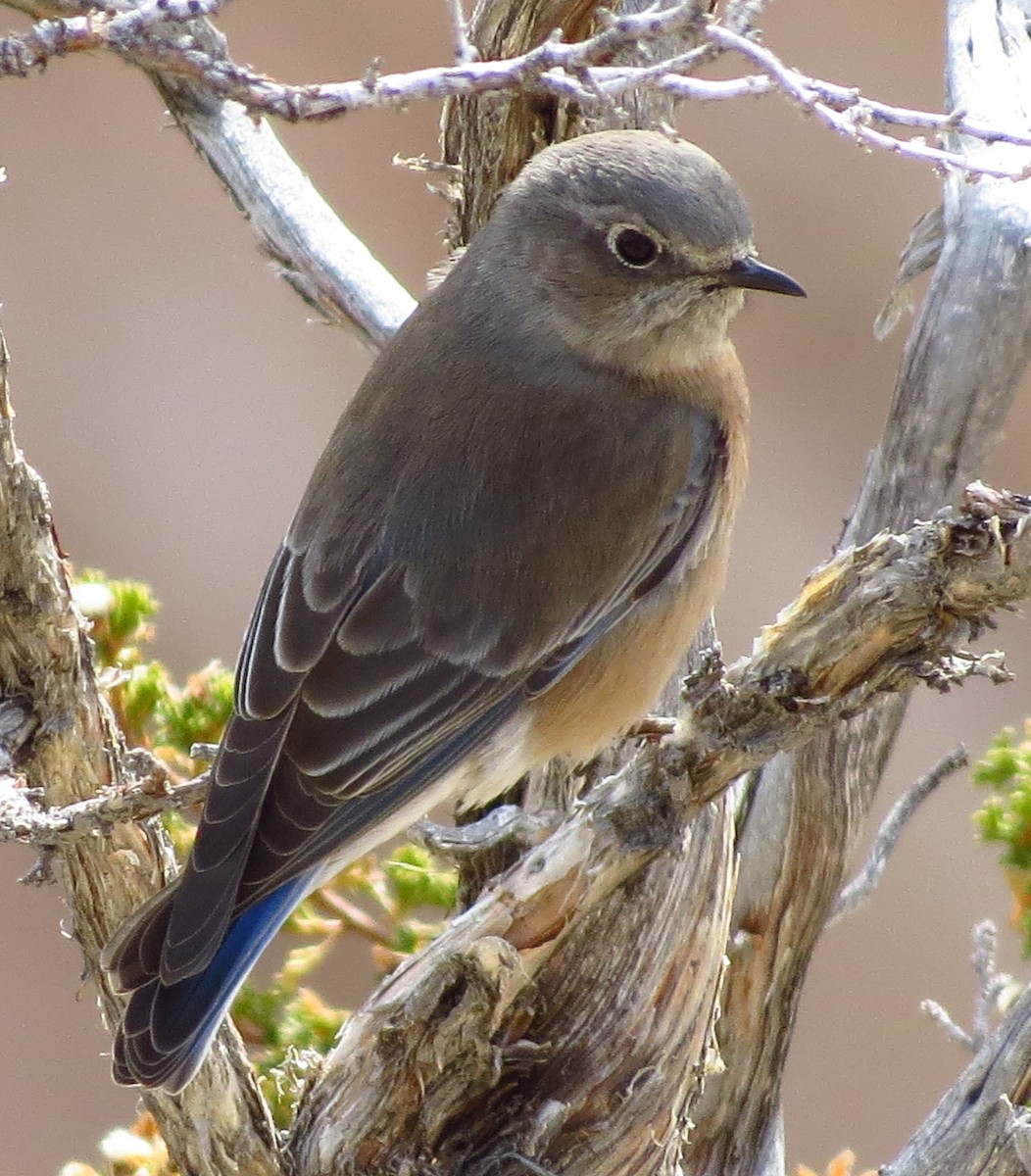 Western Bluebird - Marya Moosman