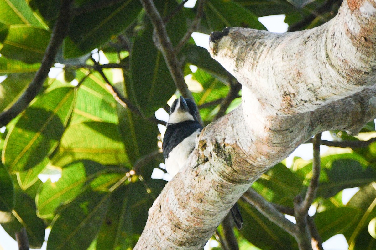 Gürtelfaulvogel - ML614055632