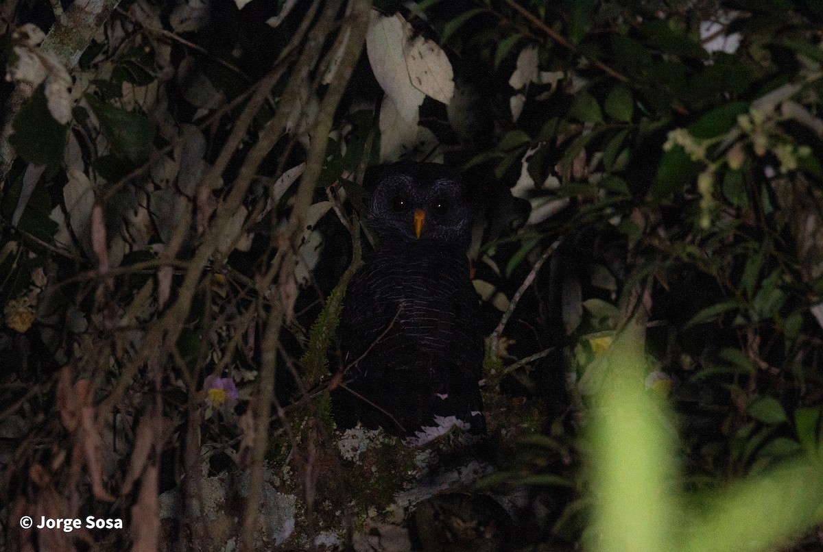 Black-banded Owl - ML614055666
