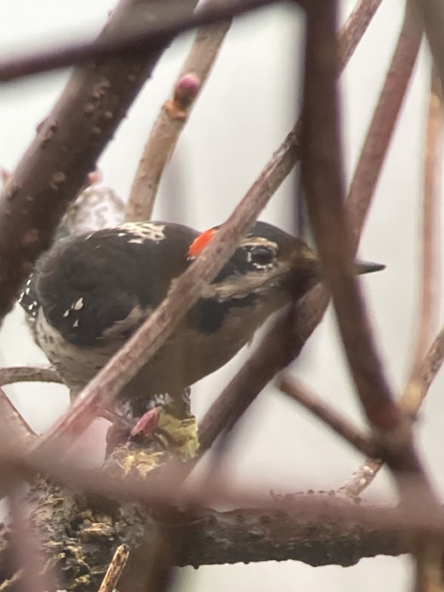 Hairy Woodpecker - ML614055692