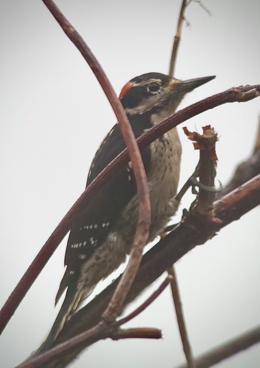 Hairy Woodpecker - ML614055693