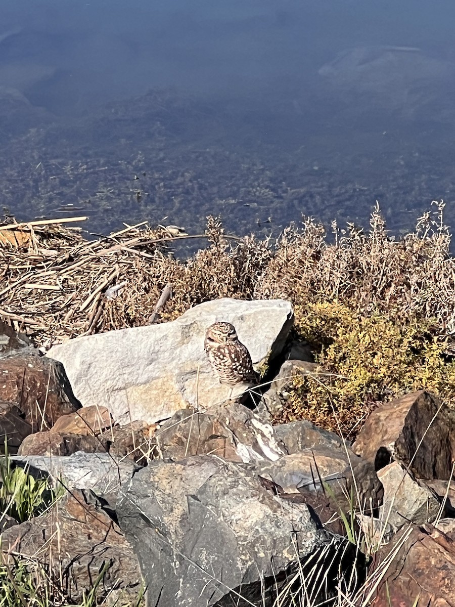 Burrowing Owl - ML614055721