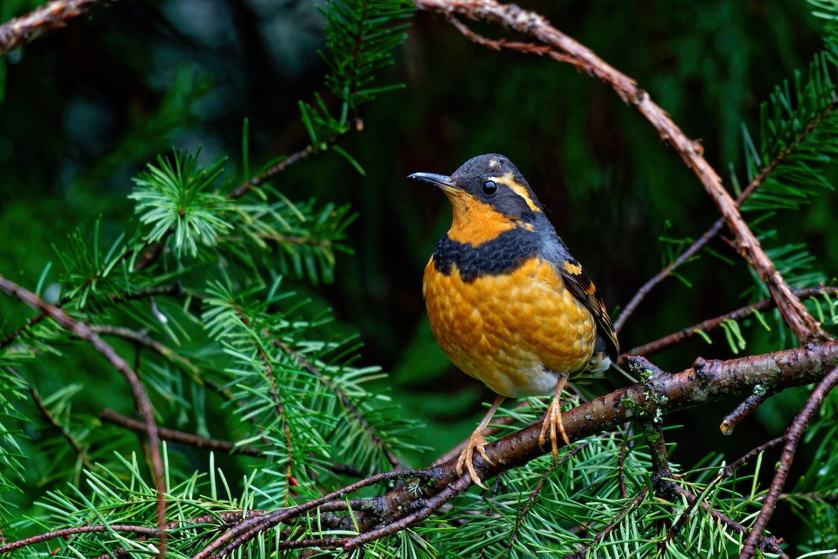 Varied Thrush - ML614055727
