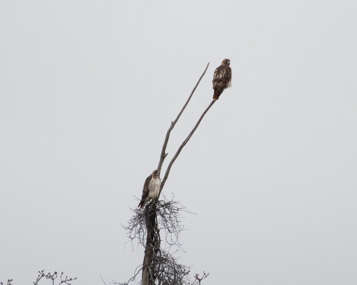 Red-tailed Hawk (borealis) - ML614055773