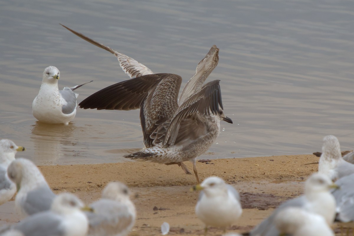 Lesser Black-backed Gull - ML614055786