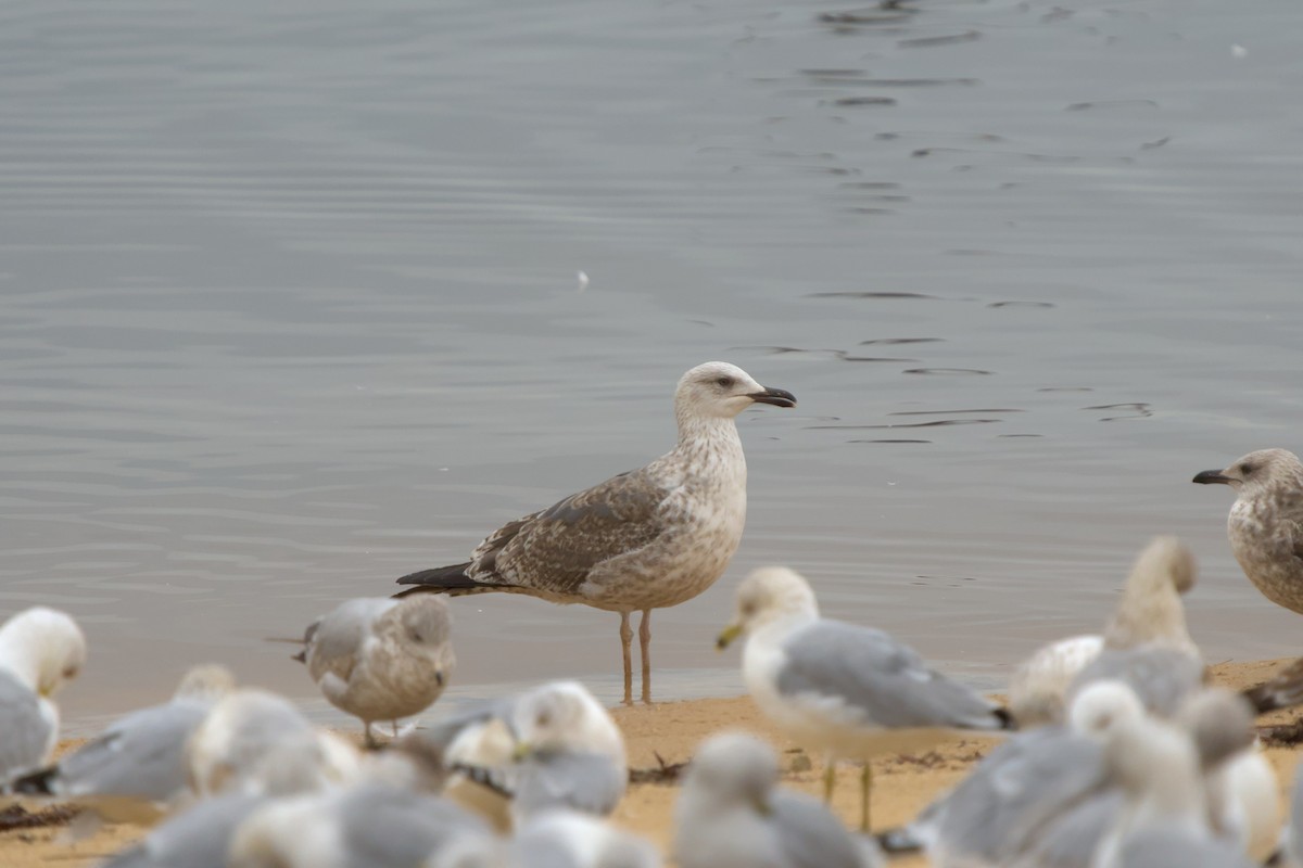 Lesser Black-backed Gull - ML614055788