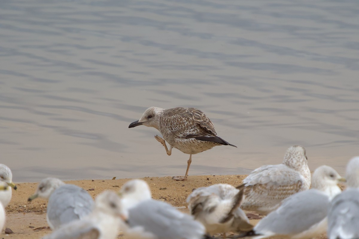 Lesser Black-backed Gull - ML614055789