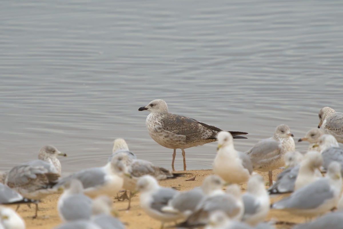 Lesser Black-backed Gull - ML614055790