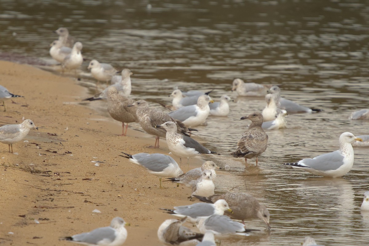 Lesser Black-backed Gull - ML614055791