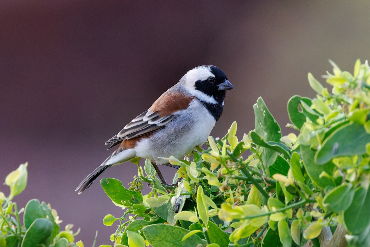 Cape Sparrow - ML614055796